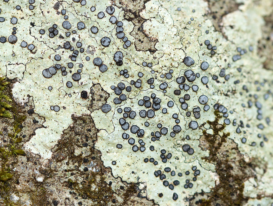 Smoky-eye Boulder Lichen - Porpidia albocaerulescens This lichen was so beautiful - the thallus had a really nice green tint, which I don't usually see.<br />
<br />
Habitat: Rock in a mixed forest Geotagged,Porpidia albocaerulescens,Smokey-eyed Boulder Lichen,Spring,United States,lichen,porpidi