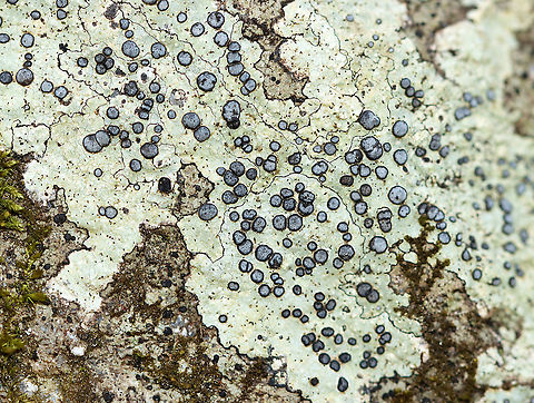 Smoky-eye Boulder Lichen - Porpidia albocaerulescens This lichen was so beautiful - the thallus had a really nice green tint, which I don't usually see.

Habitat: Rock in a mixed forest Geotagged,Porpidia albocaerulescens,Smokey-eyed Boulder Lichen,Spring,United States,lichen,porpidi