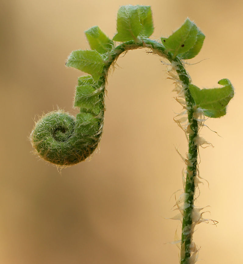 Fern Fiddlehead I'm not sure if this is Polystichum acrostichoides or possibly Osmundastrum cinnamomeum. <br />
<br />
Habitat: Wet, mixed forest<br />
<figure class="photo"><a href="https://www.jungledragon.com/image/102315/fern_fiddlehead.html" title="Fern Fiddlehead"><img src="https://s3.amazonaws.com/media.jungledragon.com/images/3232/102315_thumb.jpg?AWSAccessKeyId=05GMT0V3GWVNE7GGM1R2&Expires=1769040010&Signature=e848vopBdB6rKnI4oaVXSGXm3zs%3D" width="200" height="148" alt="Fern Fiddlehead I'm not sure if this is Polystichum acrostichoides or possibly Osmundastrum cinnamomeum.<br />
<br />
Habitat: Wet, mixed forest<br />
<br />
https://www.jungledragon.com/image/102312/fern_fiddlehead.html Geotagged,Spring,United States,fern" /></a></figure> Geotagged,Spring,United States,fern,fiddlehead