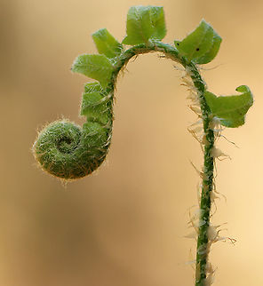 Fern Fiddlehead I'm not sure if this is Polystichum acrostichoides or possibly Osmundastrum cinnamomeum. 

Habitat: Wet, mixed forest
https://www.jungledragon.com/image/102315/fern_fiddlehead.html Geotagged,Spring,United States,fern,fiddlehead