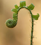 Fern Fiddlehead I'm not sure if this is Polystichum acrostichoides or possibly Osmundastrum cinnamomeum. <br />
<br />
Habitat: Wet, mixed forest<br />
https://www.jungledragon.com/image/102315/fern_fiddlehead.html Geotagged,Spring,United States,fern,fiddlehead