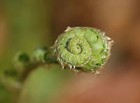 Fern Fiddlehead I'm not sure if this is Polystichum acrostichoides or possibly Osmundastrum cinnamomeum.<br />
<br />
Habitat: Wet, mixed forest<br />
<br />
https://www.jungledragon.com/image/102312/fern_fiddlehead.html Geotagged,Spring,United States,fern