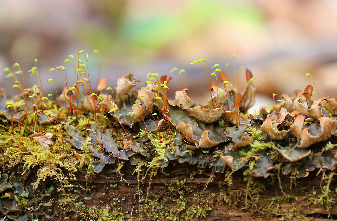 Many-fruited Pelt Lichen - Peltigera polydactylon This lichen was awesome! <br />
<br />
Habitat: Growing on a log in the middle of a river; mixed forest<br />
<figure class="photo"><a href="https://www.jungledragon.com/image/102317/many-fruited_pelt_lichen_-_peltigera_polydactylon.html" title="Many-fruited Pelt Lichen - Peltigera polydactylon"><img src="https://s3.amazonaws.com/media.jungledragon.com/images/3232/102317_thumb.jpg?AWSAccessKeyId=05GMT0V3GWVNE7GGM1R2&Expires=1770854410&Signature=pt92YDFIbDnmupaE5z%2FAH%2FTORMg%3D" width="200" height="152" alt="Many-fruited Pelt Lichen - Peltigera polydactylon This lichen was awesome!<br />
<br />
Habitat: Growing on a log in the middle of a river; mixed forest<br />
https://www.jungledragon.com/image/102316/many-fruited_pelt_lichen_-_peltigera_polydactylon.html Geotagged,Many-fruited Pelt Lichen,Peltigera polydactylon,Spring,United States" /></a></figure> Geotagged,Many-fruited Pelt Lichen,Peltigera,Peltigera polydactylon,Spring,United States,lichen