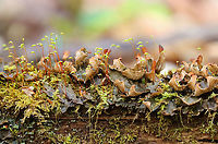 Many-fruited Pelt Lichen - Peltigera polydactylon This lichen was awesome! <br />
<br />
Habitat: Growing on a log in the middle of a river; mixed forest<br />
https://www.jungledragon.com/image/102317/many-fruited_pelt_lichen_-_peltigera_polydactylon.html Geotagged,Many-fruited Pelt Lichen,Peltigera,Peltigera polydactylon,Spring,United States,lichen