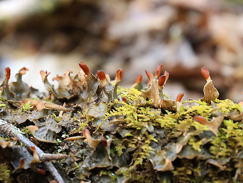 Many-fruited Pelt Lichen - Peltigera polydactylon This lichen was awesome!

Habitat: Growing on a log in the middle of a river; mixed forest
https://www.jungledragon.com/image/102316/many-fruited_pelt_lichen_-_peltigera_polydactylon.html Geotagged,Many-fruited Pelt Lichen,Peltigera polydactylon,Spring,United States