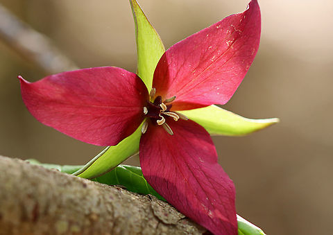 Red Trillium - Trillium erectum Purple-red flowers have 3 petals that are above whorls of pointed triple leaves. The petals have a foul smell, which attracts carrion flies (and other insects) that act as pollinators. 

Habitat: Wooded wetland Geotagged,Red trillium,Spring,Trillium,Trillium erectum,United States