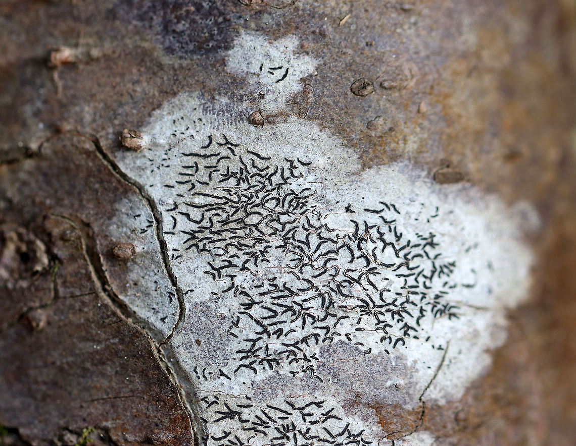 Script Lichen - Graphis scripta Habitat: Mixed forest Geotagged,Graphis scripta,Spring,United States,lichen,script lichen