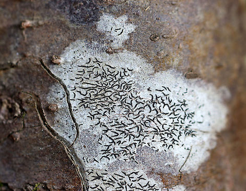 Script Lichen - Graphis scripta Habitat: Mixed forest Geotagged,Graphis scripta,Spring,United States,lichen,script lichen