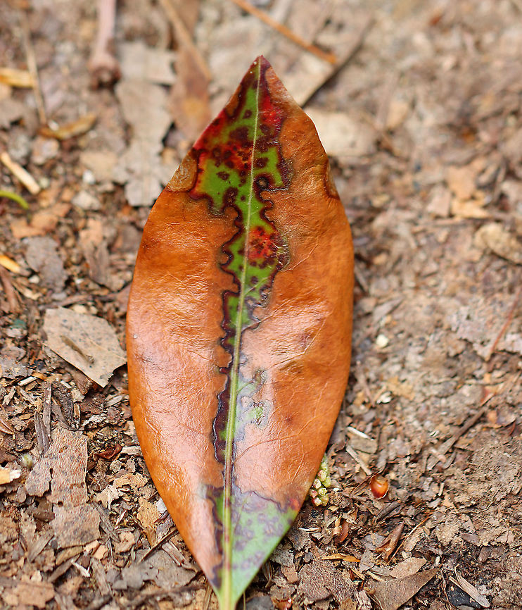 Mountain Laurel - Kalmia latifolia I don&#039;t know if the damage to these leaves was caused by fungus, insects, or some kind of weather-related mechanical damage.<br />
<br />
Habitat: Rocky, mountainous forest<br />
<figure class="photo"><a href="https://www.jungledragon.com/image/102410/mountain_laurel_-_kalmia_latifolia.html" title="Mountain Laurel - Kalmia latifolia"><img src="https://s3.amazonaws.com/media.jungledragon.com/images/3232/102410_thumb.jpg?AWSAccessKeyId=05GMT0V3GWVNE7GGM1R2&Expires=1767225610&Signature=bbCyMxYRGAkL4OgllnkLZ5XbAqQ%3D" width="136" height="152" alt="Mountain Laurel - Kalmia latifolia I don&#039;t know if the damage to these leaves was caused by fungus, insects, or some kind of weather-related mechanical damage.<br />
<br />
Habitat: Rocky, mountainous forest<br />
https://www.jungledragon.com/image/102404/mountain_laurel_-_kalmia_latifolia.html<br />
https://www.jungledragon.com/image/102409/mountain_laurel_-_kalmia_latifolia.html<br />
https://www.jungledragon.com/image/102408/mountain_laurel_-_kalmia_latifolia.html Geotagged,Kalmia latifolia,Mountain-laurel,Spring,United States" /></a></figure><br />
<figure class="photo"><a href="https://www.jungledragon.com/image/102409/mountain_laurel_-_kalmia_latifolia.html" title="Mountain Laurel - Kalmia latifolia"><img src="https://s3.amazonaws.com/media.jungledragon.com/images/3232/102409_thumb.jpg?AWSAccessKeyId=05GMT0V3GWVNE7GGM1R2&Expires=1767225610&Signature=s%2BW0UyZ0Vhv3EEoL7vYPY0%2FBxH0%3D" width="200" height="146" alt="Mountain Laurel - Kalmia latifolia I don&#039;t know if the damage to these leaves was caused by fungus, insects, or some kind of weather-related mechanical damage.<br />
<br />
Habitat: Rocky, mountainous forest<br />
https://www.jungledragon.com/image/102404/mountain_laurel_-_kalmia_latifolia.html<br />
https://www.jungledragon.com/image/102410/mountain_laurel_-_kalmia_latifolia.html<br />
https://www.jungledragon.com/image/102408/mountain_laurel_-_kalmia_latifolia.html Geotagged,Kalmia latifolia,Mountain-laurel,Spring,United States" /></a></figure><br />
<figure class="photo"><a href="https://www.jungledragon.com/image/102408/mountain_laurel_-_kalmia_latifolia.html" title="Mountain Laurel - Kalmia latifolia"><img src="https://s3.amazonaws.com/media.jungledragon.com/images/3232/102408_thumb.jpg?AWSAccessKeyId=05GMT0V3GWVNE7GGM1R2&Expires=1767225610&Signature=3KstrAyKKWHXOQ4y5YK285%2F0utg%3D" width="200" height="156" alt="Mountain Laurel - Kalmia latifolia I don&#039;t know if the damage to these leaves was caused by fungus, insects, or some kind of weather-related mechanical damage.<br />
<br />
Habitat: Rocky, mountainous forest<br />
https://www.jungledragon.com/image/102409/mountain_laurel_-_kalmia_latifolia.html<br />
https://www.jungledragon.com/image/102410/mountain_laurel_-_kalmia_latifolia.html<br />
https://www.jungledragon.com/image/102404/mountain_laurel_-_kalmia_latifolia.html Geotagged,Kalmia latifolia,Mountain-laurel,Spring,United States" /></a></figure> Geotagged,Kalmia,Kalmia latifolia,Mountain-laurel,Spring,United States