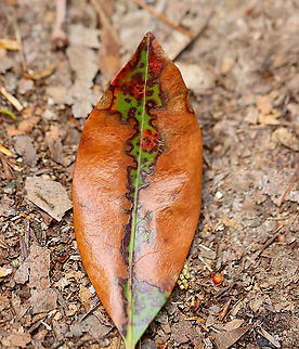 Mountain Laurel - Kalmia latifolia I don't know if the damage to these leaves was caused by fungus, insects, or some kind of weather-related mechanical damage.

Habitat: Rocky, mountainous forest
https://www.jungledragon.com/image/102410/mountain_laurel_-_kalmia_latifolia.html
https://www.jungledragon.com/image/102409/mountain_laurel_-_kalmia_latifolia.html
https://www.jungledragon.com/image/102408/mountain_laurel_-_kalmia_latifolia.html Geotagged,Kalmia,Kalmia latifolia,Mountain-laurel,Spring,United States
