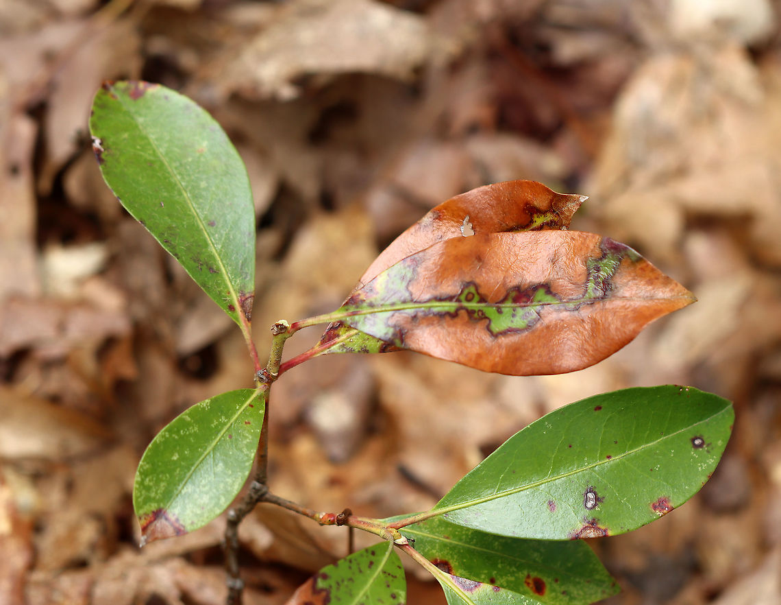 Mountain Laurel - Kalmia latifolia I don&#039;t know if the damage to these leaves was caused by fungus, insects, or some kind of weather-related mechanical damage.<br />
<br />
Habitat: Rocky, mountainous forest<br />
<figure class="photo"><a href="https://www.jungledragon.com/image/102409/mountain_laurel_-_kalmia_latifolia.html" title="Mountain Laurel - Kalmia latifolia"><img src="https://s3.amazonaws.com/media.jungledragon.com/images/3232/102409_thumb.jpg?AWSAccessKeyId=05GMT0V3GWVNE7GGM1R2&Expires=1759968010&Signature=RADUuVCtJT8kE2CZvG1L3fLNoq0%3D" width="200" height="146" alt="Mountain Laurel - Kalmia latifolia I don&#039;t know if the damage to these leaves was caused by fungus, insects, or some kind of weather-related mechanical damage.<br />
<br />
Habitat: Rocky, mountainous forest<br />
https://www.jungledragon.com/image/102404/mountain_laurel_-_kalmia_latifolia.html<br />
https://www.jungledragon.com/image/102410/mountain_laurel_-_kalmia_latifolia.html<br />
https://www.jungledragon.com/image/102408/mountain_laurel_-_kalmia_latifolia.html Geotagged,Kalmia latifolia,Mountain-laurel,Spring,United States" /></a></figure><br />
<figure class="photo"><a href="https://www.jungledragon.com/image/102410/mountain_laurel_-_kalmia_latifolia.html" title="Mountain Laurel - Kalmia latifolia"><img src="https://s3.amazonaws.com/media.jungledragon.com/images/3232/102410_thumb.jpg?AWSAccessKeyId=05GMT0V3GWVNE7GGM1R2&Expires=1759968010&Signature=qW6I1IybHmr8PJnIwcdhr7brlFQ%3D" width="136" height="152" alt="Mountain Laurel - Kalmia latifolia I don&#039;t know if the damage to these leaves was caused by fungus, insects, or some kind of weather-related mechanical damage.<br />
<br />
Habitat: Rocky, mountainous forest<br />
https://www.jungledragon.com/image/102404/mountain_laurel_-_kalmia_latifolia.html<br />
https://www.jungledragon.com/image/102409/mountain_laurel_-_kalmia_latifolia.html<br />
https://www.jungledragon.com/image/102408/mountain_laurel_-_kalmia_latifolia.html Geotagged,Kalmia latifolia,Mountain-laurel,Spring,United States" /></a></figure><br />
<figure class="photo"><a href="https://www.jungledragon.com/image/102404/mountain_laurel_-_kalmia_latifolia.html" title="Mountain Laurel - Kalmia latifolia"><img src="https://s3.amazonaws.com/media.jungledragon.com/images/3232/102404_thumb.jpg?AWSAccessKeyId=05GMT0V3GWVNE7GGM1R2&Expires=1759968010&Signature=FhN%2FHD%2BGbl4zwOlptJE%2BRssP3tI%3D" width="132" height="152" alt="Mountain Laurel - Kalmia latifolia I don&#039;t know if the damage to these leaves was caused by fungus, insects, or some kind of weather-related mechanical damage.<br />
<br />
Habitat: Rocky, mountainous forest<br />
https://www.jungledragon.com/image/102410/mountain_laurel_-_kalmia_latifolia.html<br />
https://www.jungledragon.com/image/102409/mountain_laurel_-_kalmia_latifolia.html<br />
https://www.jungledragon.com/image/102408/mountain_laurel_-_kalmia_latifolia.html Geotagged,Kalmia,Kalmia latifolia,Mountain-laurel,Spring,United States" /></a></figure> Geotagged,Kalmia latifolia,Mountain-laurel,Spring,United States