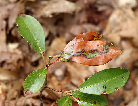 Mountain Laurel - Kalmia latifolia I don't know if the damage to these leaves was caused by fungus, insects, or some kind of weather-related mechanical damage.

Habitat: Rocky, mountainous forest
https://www.jungledragon.com/image/102409/mountain_laurel_-_kalmia_latifolia.html
https://www.jungledragon.com/image/102410/mountain_laurel_-_kalmia_latifolia.html
https://www.jungledragon.com/image/102404/mountain_laurel_-_kalmia_latifolia.html Geotagged,Kalmia latifolia,Mountain-laurel,Spring,United States