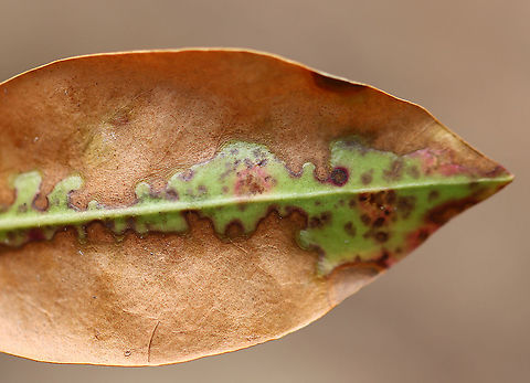 Mountain Laurel - Kalmia latifolia I don't know if the damage to these leaves was caused by fungus, insects, or some kind of weather-related mechanical damage.

Habitat: Rocky, mountainous forest
https://www.jungledragon.com/image/102404/mountain_laurel_-_kalmia_latifolia.html
https://www.jungledragon.com/image/102410/mountain_laurel_-_kalmia_latifolia.html
https://www.jungledragon.com/image/102408/mountain_laurel_-_kalmia_latifolia.html Geotagged,Kalmia latifolia,Mountain-laurel,Spring,United States