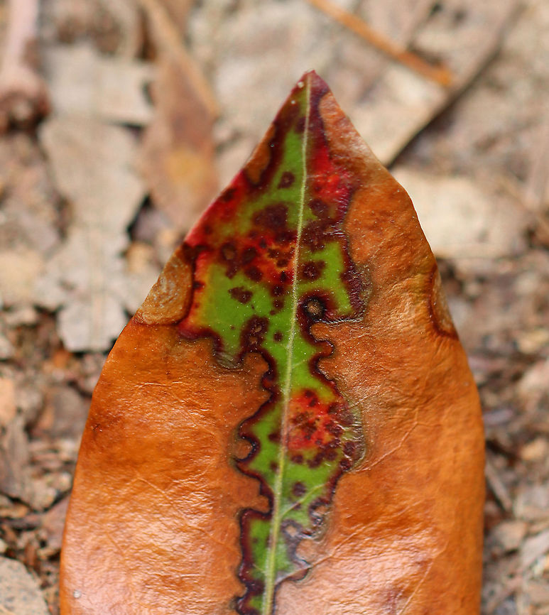 Mountain Laurel - Kalmia latifolia I don&#039;t know if the damage to these leaves was caused by fungus, insects, or some kind of weather-related mechanical damage.<br />
<br />
Habitat: Rocky, mountainous forest<br />
<figure class="photo"><a href="https://www.jungledragon.com/image/102404/mountain_laurel_-_kalmia_latifolia.html" title="Mountain Laurel - Kalmia latifolia"><img src="https://s3.amazonaws.com/media.jungledragon.com/images/3232/102404_thumb.jpg?AWSAccessKeyId=05GMT0V3GWVNE7GGM1R2&Expires=1759968010&Signature=FhN%2FHD%2BGbl4zwOlptJE%2BRssP3tI%3D" width="132" height="152" alt="Mountain Laurel - Kalmia latifolia I don&#039;t know if the damage to these leaves was caused by fungus, insects, or some kind of weather-related mechanical damage.<br />
<br />
Habitat: Rocky, mountainous forest<br />
https://www.jungledragon.com/image/102410/mountain_laurel_-_kalmia_latifolia.html<br />
https://www.jungledragon.com/image/102409/mountain_laurel_-_kalmia_latifolia.html<br />
https://www.jungledragon.com/image/102408/mountain_laurel_-_kalmia_latifolia.html Geotagged,Kalmia,Kalmia latifolia,Mountain-laurel,Spring,United States" /></a></figure><br />
<figure class="photo"><a href="https://www.jungledragon.com/image/102409/mountain_laurel_-_kalmia_latifolia.html" title="Mountain Laurel - Kalmia latifolia"><img src="https://s3.amazonaws.com/media.jungledragon.com/images/3232/102409_thumb.jpg?AWSAccessKeyId=05GMT0V3GWVNE7GGM1R2&Expires=1759968010&Signature=RADUuVCtJT8kE2CZvG1L3fLNoq0%3D" width="200" height="146" alt="Mountain Laurel - Kalmia latifolia I don&#039;t know if the damage to these leaves was caused by fungus, insects, or some kind of weather-related mechanical damage.<br />
<br />
Habitat: Rocky, mountainous forest<br />
https://www.jungledragon.com/image/102404/mountain_laurel_-_kalmia_latifolia.html<br />
https://www.jungledragon.com/image/102410/mountain_laurel_-_kalmia_latifolia.html<br />
https://www.jungledragon.com/image/102408/mountain_laurel_-_kalmia_latifolia.html Geotagged,Kalmia latifolia,Mountain-laurel,Spring,United States" /></a></figure><br />
<figure class="photo"><a href="https://www.jungledragon.com/image/102408/mountain_laurel_-_kalmia_latifolia.html" title="Mountain Laurel - Kalmia latifolia"><img src="https://s3.amazonaws.com/media.jungledragon.com/images/3232/102408_thumb.jpg?AWSAccessKeyId=05GMT0V3GWVNE7GGM1R2&Expires=1759968010&Signature=9n8W7tPT6RKDcEgofzpaF2XeqOY%3D" width="200" height="156" alt="Mountain Laurel - Kalmia latifolia I don&#039;t know if the damage to these leaves was caused by fungus, insects, or some kind of weather-related mechanical damage.<br />
<br />
Habitat: Rocky, mountainous forest<br />
https://www.jungledragon.com/image/102409/mountain_laurel_-_kalmia_latifolia.html<br />
https://www.jungledragon.com/image/102410/mountain_laurel_-_kalmia_latifolia.html<br />
https://www.jungledragon.com/image/102404/mountain_laurel_-_kalmia_latifolia.html Geotagged,Kalmia latifolia,Mountain-laurel,Spring,United States" /></a></figure> Geotagged,Kalmia latifolia,Mountain-laurel,Spring,United States