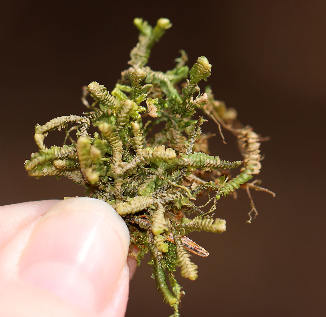 Moss - Hypnum cupressiforme? I&#039;m unsure of the ID. I think it might be Hypnum cupressiforme. But, maybe not. <br />
<br />
Habitat: Covering rocks in a rocky, mountainous forest<br />
<figure class="photo"><a href="https://www.jungledragon.com/image/102420/moss_-_hypnum_cupressiforme.html" title="Moss - Hypnum cupressiforme?"><img src="https://s3.amazonaws.com/media.jungledragon.com/images/3232/102420_thumb.jpg?AWSAccessKeyId=05GMT0V3GWVNE7GGM1R2&Expires=1763596810&Signature=685ucL2nMROp5Pf24bF3Xwi%2Fb5A%3D" width="102" height="152" alt="Moss - Hypnum cupressiforme? I&#039;m unsure of the ID. I think it might be Hypnum cupressiforme. But, maybe not.<br />
<br />
Habitat: Covering rocks in a rocky, mountainous forest<br />
https://www.jungledragon.com/image/102417/moss_-_hypnum_cupressiforme.html<br />
https://www.jungledragon.com/image/102419/moss_-_hypnum_cupressiforme.html Cypress-leaved plaitmoss,Geotagged,Hypnum cupressiforme,Spring,United States" /></a></figure><br />
<figure class="photo"><a href="https://www.jungledragon.com/image/102419/moss_-_hypnum_cupressiforme.html" title="Moss - Hypnum cupressiforme?"><img src="https://s3.amazonaws.com/media.jungledragon.com/images/3232/102419_thumb.jpg?AWSAccessKeyId=05GMT0V3GWVNE7GGM1R2&Expires=1763596810&Signature=Ci5zJPWHl88z2uABLyuOK%2BsgMUk%3D" width="200" height="150" alt="Moss - Hypnum cupressiforme? I&#039;m unsure of the ID. I think it might be Hypnum cupressiforme. But, maybe not.<br />
<br />
Habitat: Covering rocks in a rocky, mountainous forest<br />
https://www.jungledragon.com/image/102417/moss_-_hypnum_cupressiforme.html<br />
https://www.jungledragon.com/image/102420/moss_-_hypnum_cupressiforme.html Cypress-leaved plaitmoss,Geotagged,Hypnum cupressiforme,Spring,United States" /></a></figure> Cypress-leaved plaitmoss,Geotagged,Hypnum cupressiforme,Spring,United States,moss