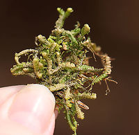 Moss - Hypnum cupressiforme? I'm unsure of the ID. I think it might be Hypnum cupressiforme. But, maybe not. <br />
<br />
Habitat: Covering rocks in a rocky, mountainous forest<br />
https://www.jungledragon.com/image/102420/moss_-_hypnum_cupressiforme.html<br />
https://www.jungledragon.com/image/102419/moss_-_hypnum_cupressiforme.html Cypress-leaved plaitmoss,Geotagged,Hypnum cupressiforme,Spring,United States,moss