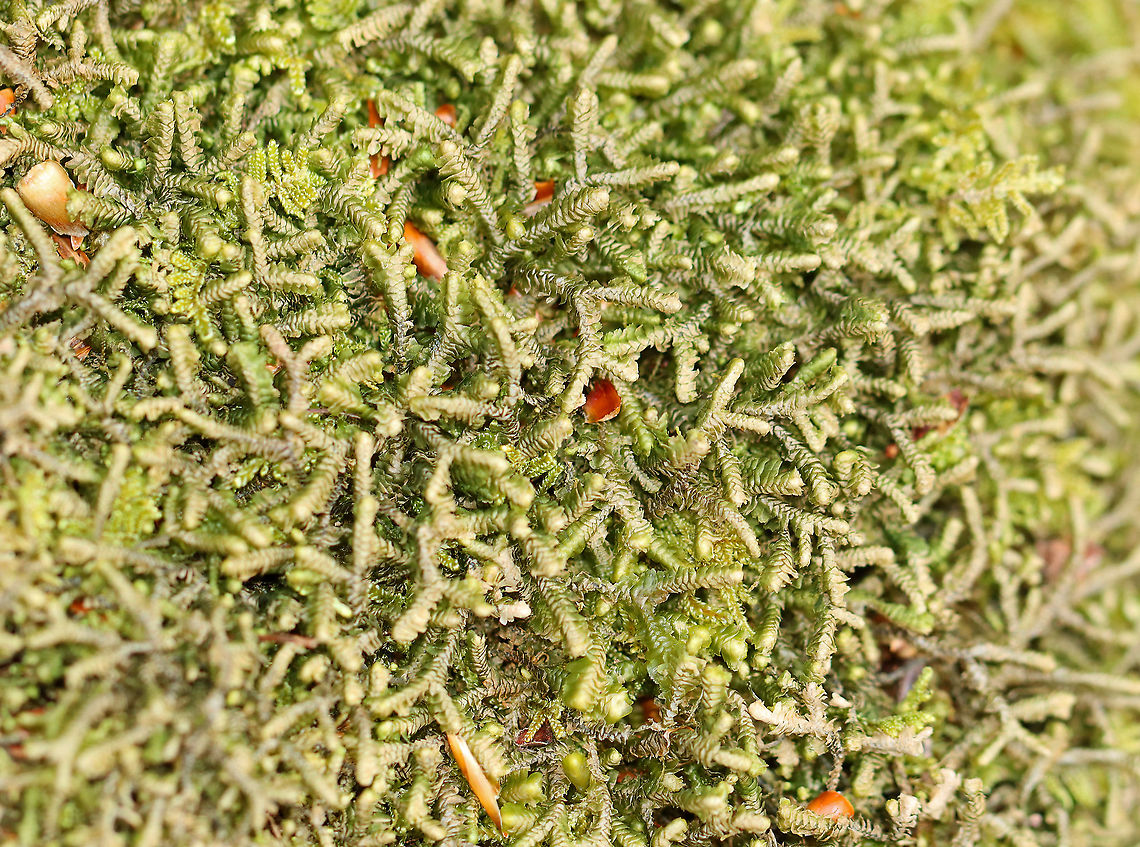 Moss - Hypnum cupressiforme? I&#039;m unsure of the ID. I think it might be Hypnum cupressiforme. But, maybe not.<br />
<br />
Habitat: Covering rocks in a rocky, mountainous forest<br />
<figure class="photo"><a href="https://www.jungledragon.com/image/102417/moss_-_hypnum_cupressiforme.html" title="Moss - Hypnum cupressiforme?"><img src="https://s3.amazonaws.com/media.jungledragon.com/images/3232/102417_thumb.jpg?AWSAccessKeyId=05GMT0V3GWVNE7GGM1R2&Expires=1759968010&Signature=Vl2Y1iyJp9kDe72BE3x%2Fv8Zyz3w%3D" width="200" height="196" alt="Moss - Hypnum cupressiforme? I&#039;m unsure of the ID. I think it might be Hypnum cupressiforme. But, maybe not. <br />
<br />
Habitat: Covering rocks in a rocky, mountainous forest<br />
https://www.jungledragon.com/image/102420/moss_-_hypnum_cupressiforme.html<br />
https://www.jungledragon.com/image/102419/moss_-_hypnum_cupressiforme.html Cypress-leaved plaitmoss,Geotagged,Hypnum cupressiforme,Spring,United States,moss" /></a></figure><br />
<figure class="photo"><a href="https://www.jungledragon.com/image/102420/moss_-_hypnum_cupressiforme.html" title="Moss - Hypnum cupressiforme?"><img src="https://s3.amazonaws.com/media.jungledragon.com/images/3232/102420_thumb.jpg?AWSAccessKeyId=05GMT0V3GWVNE7GGM1R2&Expires=1759968010&Signature=Xx41QLdbPQLqyRDTrncowETAI%2BA%3D" width="102" height="152" alt="Moss - Hypnum cupressiforme? I&#039;m unsure of the ID. I think it might be Hypnum cupressiforme. But, maybe not.<br />
<br />
Habitat: Covering rocks in a rocky, mountainous forest<br />
https://www.jungledragon.com/image/102417/moss_-_hypnum_cupressiforme.html<br />
https://www.jungledragon.com/image/102419/moss_-_hypnum_cupressiforme.html Cypress-leaved plaitmoss,Geotagged,Hypnum cupressiforme,Spring,United States" /></a></figure> Cypress-leaved plaitmoss,Geotagged,Hypnum cupressiforme,Spring,United States