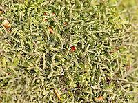 Moss - Hypnum cupressiforme? I'm unsure of the ID. I think it might be Hypnum cupressiforme. But, maybe not.<br />
<br />
Habitat: Covering rocks in a rocky, mountainous forest<br />
https://www.jungledragon.com/image/102417/moss_-_hypnum_cupressiforme.html<br />
https://www.jungledragon.com/image/102420/moss_-_hypnum_cupressiforme.html Cypress-leaved plaitmoss,Geotagged,Hypnum cupressiforme,Spring,United States