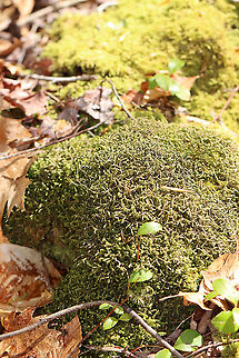 Moss - Hypnum cupressiforme? I'm unsure of the ID. I think it might be Hypnum cupressiforme. But, maybe not.

Habitat: Covering rocks in a rocky, mountainous forest
https://www.jungledragon.com/image/102417/moss_-_hypnum_cupressiforme.html
https://www.jungledragon.com/image/102419/moss_-_hypnum_cupressiforme.html Cypress-leaved plaitmoss,Geotagged,Hypnum cupressiforme,Spring,United States