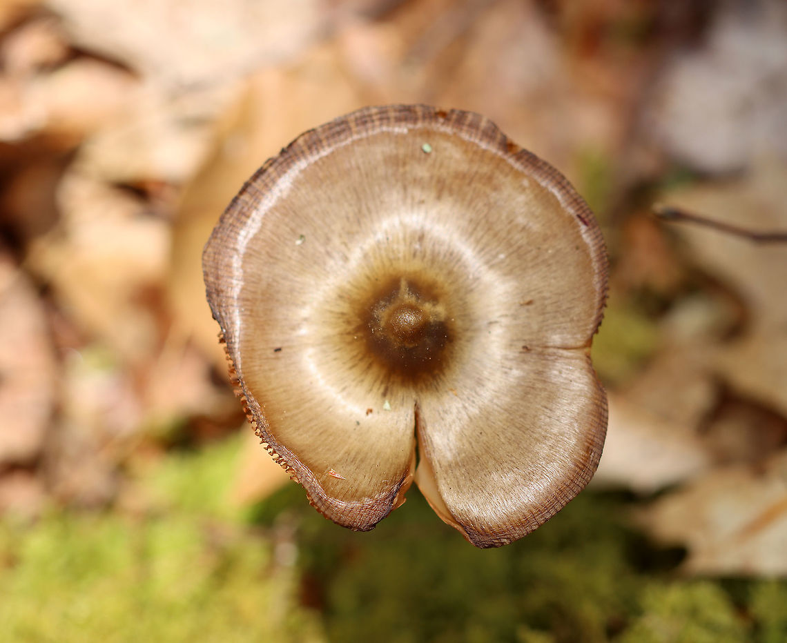 Oudemansiella sp. Maybe Oudemansiella furfuracea?<br />
<br />
Habitat: Deciduous forest <br />
<figure class="photo"><a href="https://www.jungledragon.com/image/102425/oudemansiella_sp.html" title="Oudemansiella sp."><img src="https://s3.amazonaws.com/media.jungledragon.com/images/3232/102425_thumb.jpg?AWSAccessKeyId=05GMT0V3GWVNE7GGM1R2&Expires=1759968010&Signature=HCV8JQ1CqHNqIuANONj9nHMoy00%3D" width="124" height="152" alt="Oudemansiella sp. Maybe Oudemansiella furfuracea?<br />
<br />
Habitat: Deciduous forest<br />
https://www.jungledragon.com/image/102422/oudemansiella_sp.html<br />
https://www.jungledragon.com/image/102423/oudemansiella_sp.html Geotagged,Spring,United States" /></a></figure><br />
<figure class="photo"><a href="https://www.jungledragon.com/image/102423/oudemansiella_sp.html" title="Oudemansiella sp."><img src="https://s3.amazonaws.com/media.jungledragon.com/images/3232/102423_thumb.jpg?AWSAccessKeyId=05GMT0V3GWVNE7GGM1R2&Expires=1759968010&Signature=T9qSHtJbyGdcNmS3%2BIjRp27%2F6NE%3D" width="200" height="134" alt="Oudemansiella sp. Maybe Oudemansiella furfuracea?<br />
<br />
Habitat: Deciduous forest<br />
https://www.jungledragon.com/image/102422/oudemansiella_sp.html<br />
https://www.jungledragon.com/image/102425/oudemansiella_sp.html Geotagged,Spring,United States" /></a></figure> Geotagged,Oudemansiella,Spring,United States,fungus,mushroom