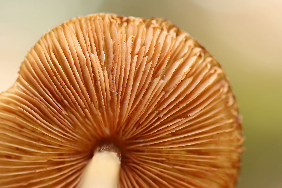 Oudemansiella sp. Maybe Oudemansiella furfuracea?<br />
<br />
Habitat: Deciduous forest<br />
<figure class="photo"><a href="https://www.jungledragon.com/image/102422/oudemansiella_sp.html" title="Oudemansiella sp."><img src="https://s3.amazonaws.com/media.jungledragon.com/images/3232/102422_thumb.jpg?AWSAccessKeyId=05GMT0V3GWVNE7GGM1R2&Expires=1769040010&Signature=JqJel3Q8U3UKzrL3yc2vbiX%2FJOU%3D" width="200" height="164" alt="Oudemansiella sp. Maybe Oudemansiella furfuracea?<br />
<br />
Habitat: Deciduous forest <br />
https://www.jungledragon.com/image/102425/oudemansiella_sp.html<br />
https://www.jungledragon.com/image/102423/oudemansiella_sp.html Geotagged,Oudemansiella,Spring,United States,fungus,mushroom" /></a></figure><br />
<figure class="photo"><a href="https://www.jungledragon.com/image/102425/oudemansiella_sp.html" title="Oudemansiella sp."><img src="https://s3.amazonaws.com/media.jungledragon.com/images/3232/102425_thumb.jpg?AWSAccessKeyId=05GMT0V3GWVNE7GGM1R2&Expires=1769040010&Signature=2Ps9Vq3Uz%2ByPgWvijNUqKpuBzOk%3D" width="124" height="152" alt="Oudemansiella sp. Maybe Oudemansiella furfuracea?<br />
<br />
Habitat: Deciduous forest<br />
https://www.jungledragon.com/image/102422/oudemansiella_sp.html<br />
https://www.jungledragon.com/image/102423/oudemansiella_sp.html Geotagged,Spring,United States" /></a></figure> Geotagged,Spring,United States