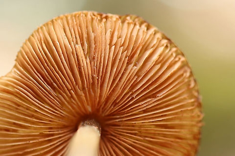 Oudemansiella sp. Maybe Oudemansiella furfuracea?

Habitat: Deciduous forest
https://www.jungledragon.com/image/102422/oudemansiella_sp.html
https://www.jungledragon.com/image/102425/oudemansiella_sp.html Geotagged,Spring,United States