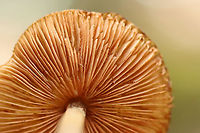 Oudemansiella sp. Maybe Oudemansiella furfuracea?<br />
<br />
Habitat: Deciduous forest<br />
https://www.jungledragon.com/image/102422/oudemansiella_sp.html<br />
https://www.jungledragon.com/image/102425/oudemansiella_sp.html Geotagged,Spring,United States