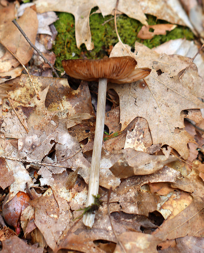 Oudemansiella sp. Maybe Oudemansiella furfuracea?<br />
<br />
Habitat: Deciduous forest<br />
<figure class="photo"><a href="https://www.jungledragon.com/image/102422/oudemansiella_sp.html" title="Oudemansiella sp."><img src="https://s3.amazonaws.com/media.jungledragon.com/images/3232/102422_thumb.jpg?AWSAccessKeyId=05GMT0V3GWVNE7GGM1R2&Expires=1769040010&Signature=JqJel3Q8U3UKzrL3yc2vbiX%2FJOU%3D" width="200" height="164" alt="Oudemansiella sp. Maybe Oudemansiella furfuracea?<br />
<br />
Habitat: Deciduous forest <br />
https://www.jungledragon.com/image/102425/oudemansiella_sp.html<br />
https://www.jungledragon.com/image/102423/oudemansiella_sp.html Geotagged,Oudemansiella,Spring,United States,fungus,mushroom" /></a></figure><br />
<figure class="photo"><a href="https://www.jungledragon.com/image/102423/oudemansiella_sp.html" title="Oudemansiella sp."><img src="https://s3.amazonaws.com/media.jungledragon.com/images/3232/102423_thumb.jpg?AWSAccessKeyId=05GMT0V3GWVNE7GGM1R2&Expires=1769040010&Signature=eTe6lZHjMcVhz564vgsNejqrAhQ%3D" width="200" height="134" alt="Oudemansiella sp. Maybe Oudemansiella furfuracea?<br />
<br />
Habitat: Deciduous forest<br />
https://www.jungledragon.com/image/102422/oudemansiella_sp.html<br />
https://www.jungledragon.com/image/102425/oudemansiella_sp.html Geotagged,Spring,United States" /></a></figure> Geotagged,Spring,United States