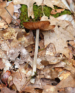Oudemansiella sp. Maybe Oudemansiella furfuracea?

Habitat: Deciduous forest
https://www.jungledragon.com/image/102422/oudemansiella_sp.html
https://www.jungledragon.com/image/102423/oudemansiella_sp.html Geotagged,Spring,United States