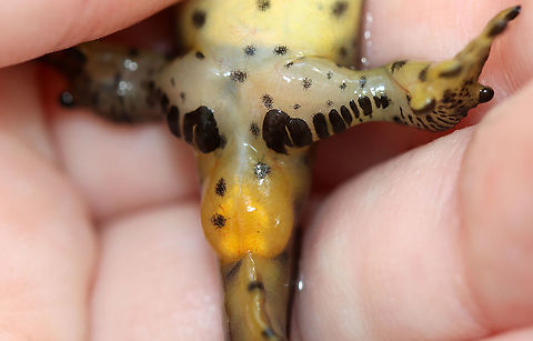 Male Notophthalmus viridescens - Swollen Cloaca This photo shows the cloaca of a male salamander. During breeding season, males can be distinguished from females by a yellowish, swollen cloaca. You might say that this guy is ready to go.

Habitat: Pond Eastern newt,Geotagged,Notophthalmus,Notophthalmus viridescens,Spring,United States,cloaca,male,salamander