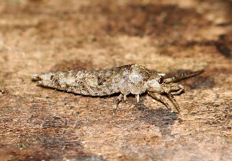 Bristletail - Order Archaeognatha, Family Machilidae, Subfamily Petrobiinae, Trigoniophthalmus alternatus This bristletail wasn't in the best shape, but I was excited to find it!

Habitat: Under the bark of rotting wood; mixed forest
https://www.jungledragon.com/image/102488/bristletail_-_order_archaeognatha_subfamily_petrobiinae.html Archaeognatha,Fall,Geotagged,Machilidae,Trigoniophthalmus alternatus,United States,bristletail