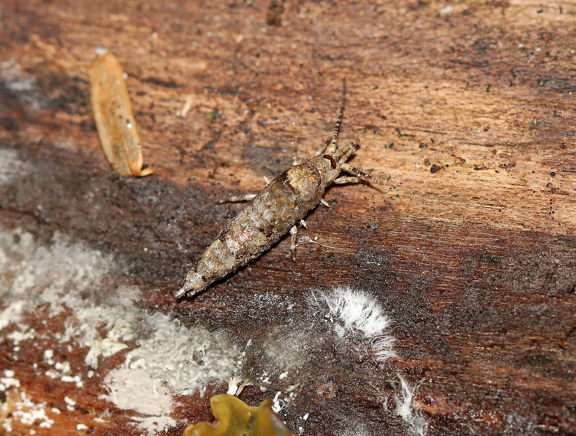 Bristletail - Order Archaeognatha,  Family Machilidae, Subfamily Petrobiinae, Trigoniophthalmus alternatus This bristletail wasn&#039;t in the best shape, but I was excited to find it!<br />
<br />
Habitat: Under the bark of rotting wood; mixed forest<br />
<figure class="photo"><a href="https://www.jungledragon.com/image/102487/bristletail_-_order_archaeognatha_family_machilidae_subfamily_petrobiinae_trigoniophthalmus_alternatus.html" title="Bristletail - Order Archaeognatha, Family Machilidae, Subfamily Petrobiinae, Trigoniophthalmus alternatus"><img src="https://s3.amazonaws.com/media.jungledragon.com/images/3232/102487_thumb.jpg?AWSAccessKeyId=05GMT0V3GWVNE7GGM1R2&Expires=1767225610&Signature=ETGOY1ShFTDXHMvMUu3M7wQsQ%2Fk%3D" width="200" height="140" alt="Bristletail - Order Archaeognatha, Family Machilidae, Subfamily Petrobiinae, Trigoniophthalmus alternatus This bristletail wasn&#039;t in the best shape, but I was excited to find it!<br />
<br />
Habitat: Under the bark of rotting wood; mixed forest<br />
https://www.jungledragon.com/image/102488/bristletail_-_order_archaeognatha_subfamily_petrobiinae.html Archaeognatha,Fall,Geotagged,Machilidae,Trigoniophthalmus alternatus,United States,bristletail" /></a></figure> Fall,Geotagged,Trigoniophthalmus alternatus,United States