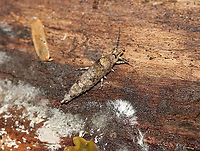 Bristletail - Order Archaeognatha, Family Machilidae, Subfamily Petrobiinae, Trigoniophthalmus alternatus This bristletail wasn't in the best shape, but I was excited to find it!<br />
<br />
Habitat: Under the bark of rotting wood; mixed forest<br />
https://www.jungledragon.com/image/102487/bristletail_-_order_archaeognatha_subfamily_petrobiinae.html Fall,Geotagged,Trigoniophthalmus alternatus,United States