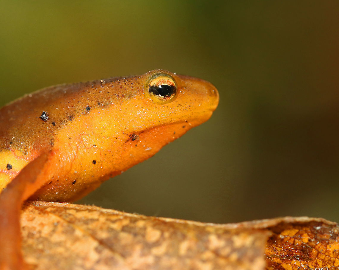Eastern Newt (Red Eft) - Notophthalmus viridescens I nearly stepped on this salamander. It was walking across a trail sooo slowly. So, I picked it up, had a chat with it, and released it in a safe spot, off-trail.<br />
<br />
Habitat: Mixed forest Eastern newt,Fall,Geotagged,Notophthalmus,Notophthalmus viridescens,United States,red eft,salamander