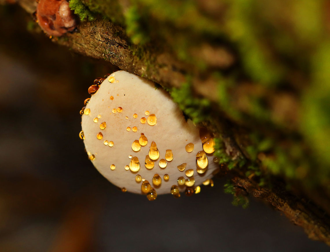 Ischnoderma resinosum Habitat: Growing on a fallen, rotting tree (hardwood) in a mixed forest<br />
<figure class="photo"><a href="https://www.jungledragon.com/image/102495/ischnoderma_resinosum.html" title="Ischnoderma resinosum"><img src="https://s3.amazonaws.com/media.jungledragon.com/images/3232/102495_thumb.jpg?AWSAccessKeyId=05GMT0V3GWVNE7GGM1R2&Expires=1759968010&Signature=Q9W45xuk2Ghv32TGYL6rYFe%2BgzM%3D" width="200" height="138" alt="Ischnoderma resinosum I&#039;m not sure what this is yet, but it had amazing guttation!<br />
<br />
Habitat: Growing on a fallen, rotting tree (hardwood) in a mixed forest<br />
https://www.jungledragon.com/image/102496/fungus.html<br />
https://www.jungledragon.com/image/102494/fungus.html<br />
https://www.jungledragon.com/image/102493/fungus.html Fall,Geotagged,Ischnoderma resinosum,Late fall polypore,United States" /></a></figure><br />
<figure class="photo"><a href="https://www.jungledragon.com/image/102496/ischnoderma_resinosum.html" title="Ischnoderma resinosum"><img src="https://s3.amazonaws.com/media.jungledragon.com/images/3232/102496_thumb.jpg?AWSAccessKeyId=05GMT0V3GWVNE7GGM1R2&Expires=1759968010&Signature=9qpZL9WjUNiFpv%2FMecTD5a78a38%3D" width="200" height="138" alt="Ischnoderma resinosum I&#039;m not sure what this is yet, but it had amazing guttation!<br />
<br />
Habitat: Growing on a fallen, rotting tree (hardwood) in a mixed forest<br />
https://www.jungledragon.com/image/102494/fungus.html<br />
https://www.jungledragon.com/image/102495/fungus.html<br />
https://www.jungledragon.com/image/102493/fungus.html Fall,Geotagged,Ischnoderma resinosum,Late fall polypore,United States" /></a></figure><br />
<figure class="photo"><a href="https://www.jungledragon.com/image/102494/ischnoderma_resinosum.html" title="Ischnoderma resinosum"><img src="https://s3.amazonaws.com/media.jungledragon.com/images/3232/102494_thumb.jpg?AWSAccessKeyId=05GMT0V3GWVNE7GGM1R2&Expires=1759968010&Signature=ooz%2Bi2E5L5hd7APjNPKr2z1BSh8%3D" width="200" height="146" alt="Ischnoderma resinosum I&#039;m not sure what this is yet, but it had amazing guttation!<br />
<br />
Habitat: Growing on a fallen, rotting tree (hardwood) in a mixed forest<br />
https://www.jungledragon.com/image/102495/fungus.html<br />
https://www.jungledragon.com/image/102493/fungus.html<br />
https://www.jungledragon.com/image/102496/fungus.html Fall,Geotagged,Ischnoderma resinosum,Late fall polypore,United States" /></a></figure> Fall,Geotagged,Ischnoderma resinosum,Late fall polypore,United States,fungus,guttation