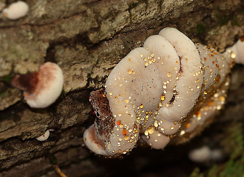 Ischnoderma resinosum I'm not sure what this is yet, but it had amazing guttation!

Habitat: Growing on a fallen, rotting tree (hardwood) in a mixed forest
https://www.jungledragon.com/image/102495/fungus.html
https://www.jungledragon.com/image/102493/fungus.html
https://www.jungledragon.com/image/102496/fungus.html Fall,Geotagged,Ischnoderma resinosum,Late fall polypore,United States
