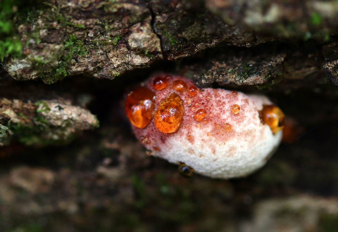 Ischnoderma resinosum I&#039;m not sure what this is yet, but it had amazing guttation!<br />
<br />
Habitat: Growing on a fallen, rotting tree (hardwood) in a mixed forest<br />
<figure class="photo"><a href="https://www.jungledragon.com/image/102496/ischnoderma_resinosum.html" title="Ischnoderma resinosum"><img src="https://s3.amazonaws.com/media.jungledragon.com/images/3232/102496_thumb.jpg?AWSAccessKeyId=05GMT0V3GWVNE7GGM1R2&Expires=1759968010&Signature=9qpZL9WjUNiFpv%2FMecTD5a78a38%3D" width="200" height="138" alt="Ischnoderma resinosum I&#039;m not sure what this is yet, but it had amazing guttation!<br />
<br />
Habitat: Growing on a fallen, rotting tree (hardwood) in a mixed forest<br />
https://www.jungledragon.com/image/102494/fungus.html<br />
https://www.jungledragon.com/image/102495/fungus.html<br />
https://www.jungledragon.com/image/102493/fungus.html Fall,Geotagged,Ischnoderma resinosum,Late fall polypore,United States" /></a></figure><br />
<figure class="photo"><a href="https://www.jungledragon.com/image/102494/ischnoderma_resinosum.html" title="Ischnoderma resinosum"><img src="https://s3.amazonaws.com/media.jungledragon.com/images/3232/102494_thumb.jpg?AWSAccessKeyId=05GMT0V3GWVNE7GGM1R2&Expires=1759968010&Signature=ooz%2Bi2E5L5hd7APjNPKr2z1BSh8%3D" width="200" height="146" alt="Ischnoderma resinosum I&#039;m not sure what this is yet, but it had amazing guttation!<br />
<br />
Habitat: Growing on a fallen, rotting tree (hardwood) in a mixed forest<br />
https://www.jungledragon.com/image/102495/fungus.html<br />
https://www.jungledragon.com/image/102493/fungus.html<br />
https://www.jungledragon.com/image/102496/fungus.html Fall,Geotagged,Ischnoderma resinosum,Late fall polypore,United States" /></a></figure><br />
<figure class="photo"><a href="https://www.jungledragon.com/image/102493/ischnoderma_resinosum.html" title="Ischnoderma resinosum"><img src="https://s3.amazonaws.com/media.jungledragon.com/images/3232/102493_thumb.jpg?AWSAccessKeyId=05GMT0V3GWVNE7GGM1R2&Expires=1759968010&Signature=3QcNRyD52Dw5kuEpzGbsPaJLmq0%3D" width="200" height="154" alt="Ischnoderma resinosum Habitat: Growing on a fallen, rotting tree (hardwood) in a mixed forest<br />
https://www.jungledragon.com/image/102495/fungus.html<br />
https://www.jungledragon.com/image/102496/fungus.html<br />
https://www.jungledragon.com/image/102494/fungus.html Fall,Geotagged,Ischnoderma resinosum,Late fall polypore,United States,fungus,guttation" /></a></figure> Fall,Geotagged,Ischnoderma resinosum,Late fall polypore,United States