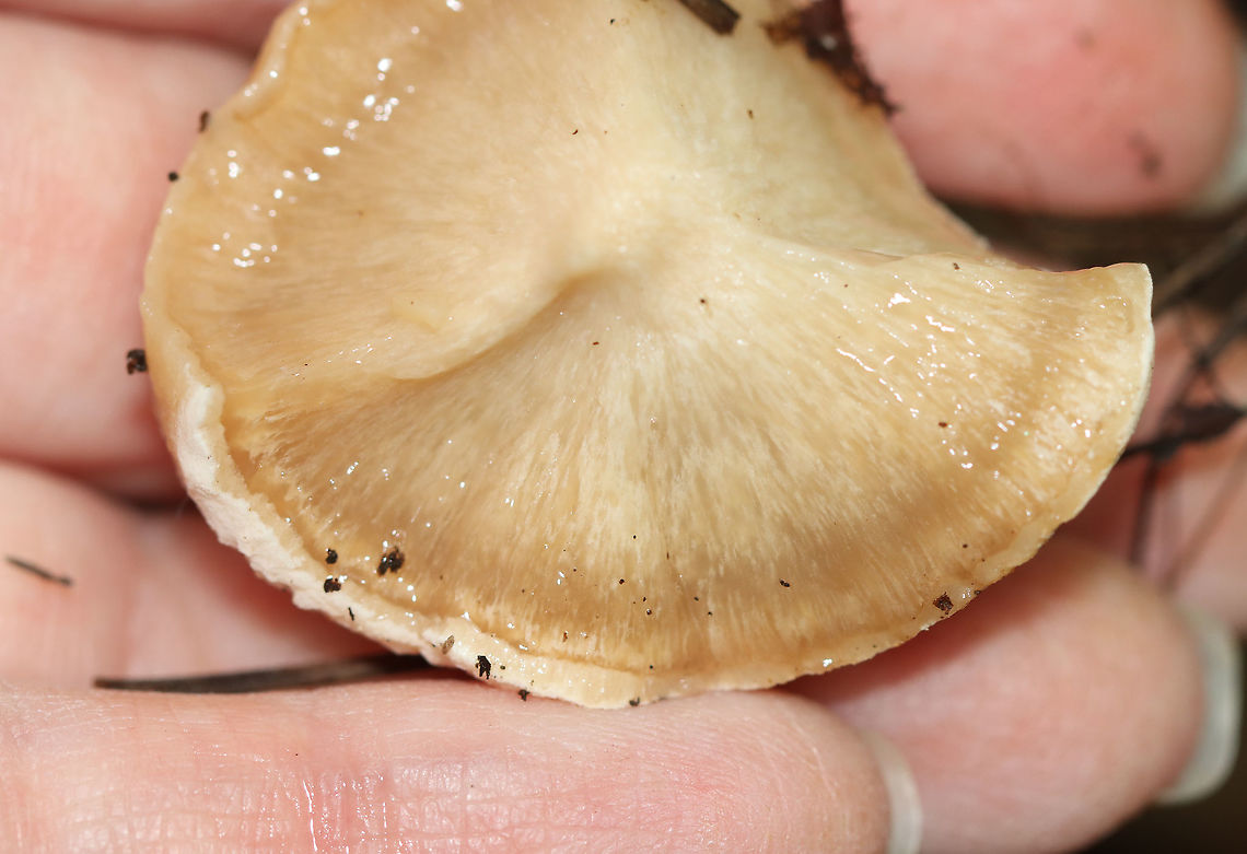 Ischnoderma resinosum I&#039;m not sure what this is yet, but it had amazing guttation!<br />
<br />
Habitat: Growing on a fallen, rotting tree (hardwood) in a mixed forest<br />
<figure class="photo"><a href="https://www.jungledragon.com/image/102494/ischnoderma_resinosum.html" title="Ischnoderma resinosum"><img src="https://s3.amazonaws.com/media.jungledragon.com/images/3232/102494_thumb.jpg?AWSAccessKeyId=05GMT0V3GWVNE7GGM1R2&Expires=1767225610&Signature=w7NjJYm5e3SOiI4hvBQN5BZEL5s%3D" width="200" height="146" alt="Ischnoderma resinosum I&#039;m not sure what this is yet, but it had amazing guttation!<br />
<br />
Habitat: Growing on a fallen, rotting tree (hardwood) in a mixed forest<br />
https://www.jungledragon.com/image/102495/fungus.html<br />
https://www.jungledragon.com/image/102493/fungus.html<br />
https://www.jungledragon.com/image/102496/fungus.html Fall,Geotagged,Ischnoderma resinosum,Late fall polypore,United States" /></a></figure><br />
<figure class="photo"><a href="https://www.jungledragon.com/image/102495/ischnoderma_resinosum.html" title="Ischnoderma resinosum"><img src="https://s3.amazonaws.com/media.jungledragon.com/images/3232/102495_thumb.jpg?AWSAccessKeyId=05GMT0V3GWVNE7GGM1R2&Expires=1767225610&Signature=i9UTdYWjn8LV6vtOhvM%2BSX60vPc%3D" width="200" height="138" alt="Ischnoderma resinosum I&#039;m not sure what this is yet, but it had amazing guttation!<br />
<br />
Habitat: Growing on a fallen, rotting tree (hardwood) in a mixed forest<br />
https://www.jungledragon.com/image/102496/fungus.html<br />
https://www.jungledragon.com/image/102494/fungus.html<br />
https://www.jungledragon.com/image/102493/fungus.html Fall,Geotagged,Ischnoderma resinosum,Late fall polypore,United States" /></a></figure><br />
<figure class="photo"><a href="https://www.jungledragon.com/image/102493/ischnoderma_resinosum.html" title="Ischnoderma resinosum"><img src="https://s3.amazonaws.com/media.jungledragon.com/images/3232/102493_thumb.jpg?AWSAccessKeyId=05GMT0V3GWVNE7GGM1R2&Expires=1767225610&Signature=lynL08l3E%2FL9siwQBIai4Y5JOkg%3D" width="200" height="154" alt="Ischnoderma resinosum Habitat: Growing on a fallen, rotting tree (hardwood) in a mixed forest<br />
https://www.jungledragon.com/image/102495/fungus.html<br />
https://www.jungledragon.com/image/102496/fungus.html<br />
https://www.jungledragon.com/image/102494/fungus.html Fall,Geotagged,Ischnoderma resinosum,Late fall polypore,United States,fungus,guttation" /></a></figure> Fall,Geotagged,Ischnoderma resinosum,Late fall polypore,United States