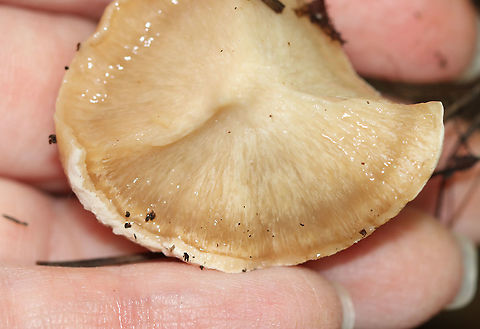 Ischnoderma resinosum I'm not sure what this is yet, but it had amazing guttation!

Habitat: Growing on a fallen, rotting tree (hardwood) in a mixed forest
https://www.jungledragon.com/image/102494/fungus.html
https://www.jungledragon.com/image/102495/fungus.html
https://www.jungledragon.com/image/102493/fungus.html Fall,Geotagged,Ischnoderma resinosum,Late fall polypore,United States