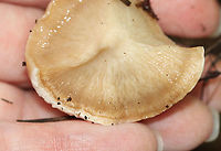 Ischnoderma resinosum I'm not sure what this is yet, but it had amazing guttation!<br />
<br />
Habitat: Growing on a fallen, rotting tree (hardwood) in a mixed forest<br />
https://www.jungledragon.com/image/102494/fungus.html<br />
https://www.jungledragon.com/image/102495/fungus.html<br />
https://www.jungledragon.com/image/102493/fungus.html Fall,Geotagged,Ischnoderma resinosum,Late fall polypore,United States