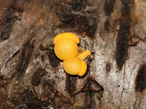 Unidentified Fungus Some of these had caps, while others did not. Some were chubby, while others were thin and long. I have no idea what they were.

Habitat: Growing on rotting birch logs.
https://www.jungledragon.com/image/102576/unidentified_fungus.html
https://www.jungledragon.com/image/102575/unidentified_fungus.html Fall,Geotagged,United States,fungus,mushroom