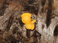 Unidentified Fungus Some of these had caps, while others did not. Some were chubby, while others were thin and long. I have no idea what they were.<br />
<br />
Habitat: Growing on rotting birch logs.<br />
https://www.jungledragon.com/image/102576/unidentified_fungus.html<br />
https://www.jungledragon.com/image/102575/unidentified_fungus.html Fall,Geotagged,United States,fungus,mushroom
