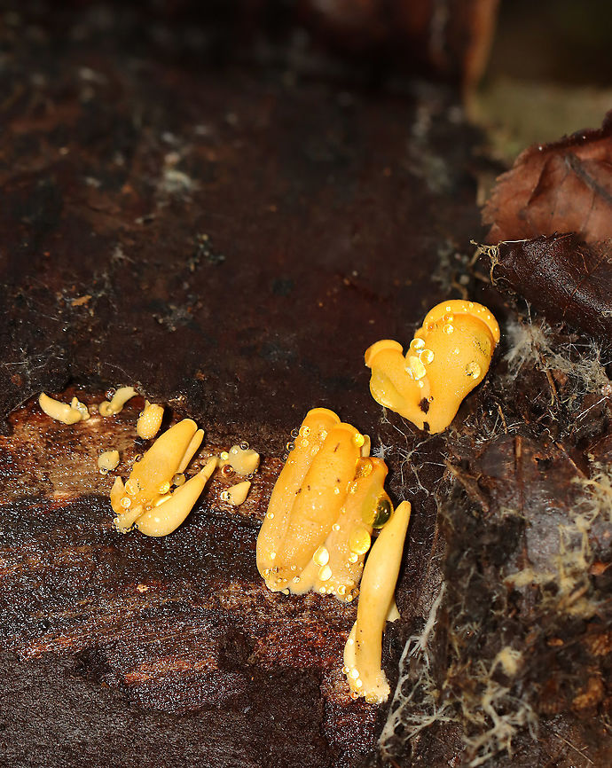 Unidentified Fungus Some of these had caps, while others did not. Some were chubby, while others were thin and long. I have no idea what they were.<br />
<br />
Habitat: Growing on rotting birch logs.<br />
<figure class="photo"><a href="https://www.jungledragon.com/image/102574/unidentified_fungus.html" title="Unidentified Fungus"><img src="https://s3.amazonaws.com/media.jungledragon.com/images/3232/102574_thumb.jpg?AWSAccessKeyId=05GMT0V3GWVNE7GGM1R2&Expires=1759968010&Signature=VgHtTXp7jp6waTuAxkI9NvmQ0Zk%3D" width="200" height="150" alt="Unidentified Fungus Some of these had caps, while others did not. Some were chubby, while others were thin and long. I have no idea what they were.<br />
<br />
Habitat: Growing on rotting birch logs.<br />
https://www.jungledragon.com/image/102576/unidentified_fungus.html<br />
https://www.jungledragon.com/image/102575/unidentified_fungus.html Fall,Geotagged,United States,fungus,mushroom" /></a></figure><br />
<figure class="photo"><a href="https://www.jungledragon.com/image/102576/unidentified_fungus.html" title="Unidentified Fungus"><img src="https://s3.amazonaws.com/media.jungledragon.com/images/3232/102576_thumb.jpg?AWSAccessKeyId=05GMT0V3GWVNE7GGM1R2&Expires=1759968010&Signature=fA9LCzl8ZGW1Cz5HH7Z6KoxFkFI%3D" width="200" height="158" alt="Unidentified Fungus Some of these had caps, while others did not. Some were chubby, while others were thin and long. I have no idea what they were.<br />
<br />
Habitat: Growing on rotting birch logs.<br />
https://www.jungledragon.com/image/102574/unidentified_fungus.html<br />
https://www.jungledragon.com/image/102575/unidentified_fungus.html Fall,Geotagged,United States" /></a></figure> Fall,Geotagged,United States