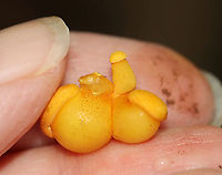 Unidentified Fungus Some of these had caps, while others did not. Some were chubby, while others were thin and long. I have no idea what they were.<br />
<br />
Habitat: Growing on rotting birch logs.<br />
https://www.jungledragon.com/image/102574/unidentified_fungus.html<br />
https://www.jungledragon.com/image/102575/unidentified_fungus.html Fall,Geotagged,United States