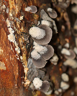 Smoked Oysterling - Resupinatus applicatus These were a first for me! 

Fruiting bodies were somewhat fan-shaped with a central point of attachment. They were approximately 5ish mm in diameter and were grayish brown in color. The cap surface had some kind of hairy fuzz on it. Flesh was firm, but gelatinous. Gills radiated from point of attachment, were close with short gills, and were brown with white edges.

Habitat: On the bottom of rotting wood in a mostly deciduous forest
https://www.jungledragon.com/image/102578/smoked_oysterling_-_resupinatus_applicatus.html
https://www.jungledragon.com/image/102581/smoked_oysterling_-_resupinatus_applicatus.html
https://www.jungledragon.com/image/102580/smoked_oysterling_-_resupinatus_applicatus.html Fall,Geotagged,Resupinatus,Resupinatus applicatus,Smoked Oysterling,United States,fungus,mushroom
