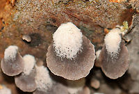Smoked Oysterling - Resupinatus applicatus These were a first for me!<br />
<br />
Fruiting bodies were somewhat fan-shaped with a central point of attachment. They were approximately 5ish mm in diameter and were grayish brown in color. The cap surface had some kind of hairy fuzz on it. Flesh was firm, but gelatinous. Gills radiated from point of attachment, were close with short gills, and were brown with white edges.<br />
<br />
Habitat: On the bottom of rotting wood in a mostly deciduous forest<br />
https://www.jungledragon.com/image/102581/smoked_oysterling_-_resupinatus_applicatus.html<br />
https://www.jungledragon.com/image/102577/smoked_oysterling_-_resupinatus_applicatus.html<br />
https://www.jungledragon.com/image/102580/smoked_oysterling_-_resupinatus_applicatus.html Fall,Geotagged,Resupinatus applicatus,Smoked Oysterling,United States