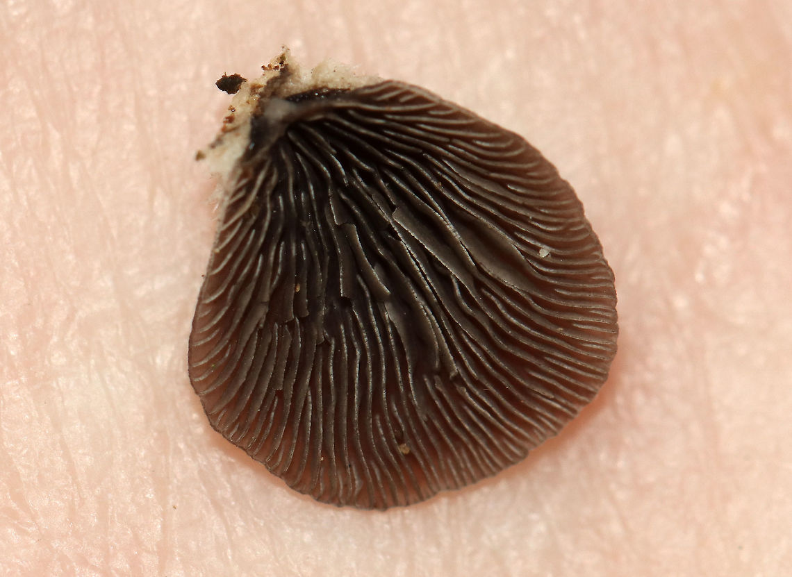 Smoked Oysterling - Resupinatus applicatus These were a first for me!<br />
<br />
Fruiting bodies were somewhat fan-shaped with a central point of attachment. They were approximately 5ish mm in diameter and were grayish brown in color. The cap surface had some kind of hairy fuzz on it. Flesh was firm, but gelatinous. Gills radiated from point of attachment, were close with short gills, and were brown with white edges.<br />
<br />
Habitat: On the bottom of rotting wood in a mostly deciduous forest<br />
<figure class="photo"><a href="https://www.jungledragon.com/image/102581/smoked_oysterling_-_resupinatus_applicatus.html" title="Smoked Oysterling - Resupinatus applicatus"><img src="https://s3.amazonaws.com/media.jungledragon.com/images/3232/102581_thumb.jpg?AWSAccessKeyId=05GMT0V3GWVNE7GGM1R2&Expires=1759968010&Signature=3znuYXaVfF2AlXCDNyv0AV0%2BZkE%3D" width="200" height="134" alt="Smoked Oysterling - Resupinatus applicatus These were a first for me!<br />
<br />
Fruiting bodies were somewhat fan-shaped with a central point of attachment. They were approximately 5ish mm in diameter and were grayish brown in color. The cap surface had some kind of hairy fuzz on it. Flesh was firm, but gelatinous. Gills radiated from point of attachment, were close with short gills, and were brown with white edges.<br />
<br />
Habitat: On the bottom of rotting wood in a mostly deciduous forest<br />
https://www.jungledragon.com/image/102580/smoked_oysterling_-_resupinatus_applicatus.html<br />
https://www.jungledragon.com/image/102578/smoked_oysterling_-_resupinatus_applicatus.html<br />
https://www.jungledragon.com/image/102577/smoked_oysterling_-_resupinatus_applicatus.html Fall,Geotagged,Resupinatus applicatus,Smoked Oysterling,United States" /></a></figure><br />
<figure class="photo"><a href="https://www.jungledragon.com/image/102578/smoked_oysterling_-_resupinatus_applicatus.html" title="Smoked Oysterling - Resupinatus applicatus"><img src="https://s3.amazonaws.com/media.jungledragon.com/images/3232/102578_thumb.jpg?AWSAccessKeyId=05GMT0V3GWVNE7GGM1R2&Expires=1759968010&Signature=FiEB2OfPEFrs3YhpYsbOKNVOWFw%3D" width="200" height="136" alt="Smoked Oysterling - Resupinatus applicatus These were a first for me!<br />
<br />
Fruiting bodies were somewhat fan-shaped with a central point of attachment. They were approximately 5ish mm in diameter and were grayish brown in color. The cap surface had some kind of hairy fuzz on it. Flesh was firm, but gelatinous. Gills radiated from point of attachment, were close with short gills, and were brown with white edges.<br />
<br />
Habitat: On the bottom of rotting wood in a mostly deciduous forest<br />
https://www.jungledragon.com/image/102581/smoked_oysterling_-_resupinatus_applicatus.html<br />
https://www.jungledragon.com/image/102577/smoked_oysterling_-_resupinatus_applicatus.html<br />
https://www.jungledragon.com/image/102580/smoked_oysterling_-_resupinatus_applicatus.html Fall,Geotagged,Resupinatus applicatus,Smoked Oysterling,United States" /></a></figure><br />
<figure class="photo"><a href="https://www.jungledragon.com/image/102577/smoked_oysterling_-_resupinatus_applicatus.html" title="Smoked Oysterling - Resupinatus applicatus"><img src="https://s3.amazonaws.com/media.jungledragon.com/images/3232/102577_thumb.jpg?AWSAccessKeyId=05GMT0V3GWVNE7GGM1R2&Expires=1759968010&Signature=HQ2A7QkXe8IF8xgF6YyrQIVlOvs%3D" width="124" height="152" alt="Smoked Oysterling - Resupinatus applicatus These were a first for me! <br />
<br />
Fruiting bodies were somewhat fan-shaped with a central point of attachment. They were approximately 5ish mm in diameter and were grayish brown in color. The cap surface had some kind of hairy fuzz on it. Flesh was firm, but gelatinous. Gills radiated from point of attachment, were close with short gills, and were brown with white edges.<br />
<br />
Habitat: On the bottom of rotting wood in a mostly deciduous forest<br />
https://www.jungledragon.com/image/102578/smoked_oysterling_-_resupinatus_applicatus.html<br />
https://www.jungledragon.com/image/102581/smoked_oysterling_-_resupinatus_applicatus.html<br />
https://www.jungledragon.com/image/102580/smoked_oysterling_-_resupinatus_applicatus.html Fall,Geotagged,Resupinatus,Resupinatus applicatus,Smoked Oysterling,United States,fungus,mushroom" /></a></figure> Fall,Geotagged,Resupinatus applicatus,Smoked Oysterling,United States