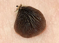 Smoked Oysterling - Resupinatus applicatus These were a first for me!<br />
<br />
Fruiting bodies were somewhat fan-shaped with a central point of attachment. They were approximately 5ish mm in diameter and were grayish brown in color. The cap surface had some kind of hairy fuzz on it. Flesh was firm, but gelatinous. Gills radiated from point of attachment, were close with short gills, and were brown with white edges.<br />
<br />
Habitat: On the bottom of rotting wood in a mostly deciduous forest<br />
https://www.jungledragon.com/image/102581/smoked_oysterling_-_resupinatus_applicatus.html<br />
https://www.jungledragon.com/image/102578/smoked_oysterling_-_resupinatus_applicatus.html<br />
https://www.jungledragon.com/image/102577/smoked_oysterling_-_resupinatus_applicatus.html Fall,Geotagged,Resupinatus applicatus,Smoked Oysterling,United States