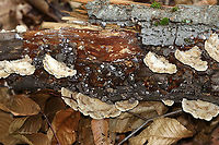 Smoked Oysterling - Resupinatus applicatus These were a first for me!<br />
<br />
Fruiting bodies were somewhat fan-shaped with a central point of attachment. They were approximately 5ish mm in diameter and were grayish brown in color. The cap surface had some kind of hairy fuzz on it. Flesh was firm, but gelatinous. Gills radiated from point of attachment, were close with short gills, and were brown with white edges.<br />
<br />
Habitat: On the bottom of rotting wood in a mostly deciduous forest<br />
https://www.jungledragon.com/image/102580/smoked_oysterling_-_resupinatus_applicatus.html<br />
https://www.jungledragon.com/image/102578/smoked_oysterling_-_resupinatus_applicatus.html<br />
https://www.jungledragon.com/image/102577/smoked_oysterling_-_resupinatus_applicatus.html Fall,Geotagged,Resupinatus applicatus,Smoked Oysterling,United States
