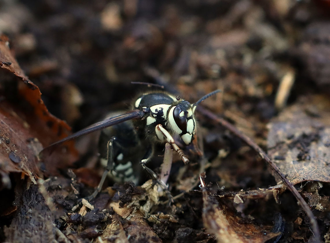 Bald-faced Hornet (Overwintering Queen) - Dolichovespula maculata I was flipping logs when I uncovered this hornet queen. She wasn't "asleep" yet, but was clearly getting cozy for the winter.  I covered her back up right away and moved on!<br />
<br />
She was black with characteristic white markings on her head, face, and thorax. Fertilized bald-faced hornet queens overwinter in safe locations, and then start new colonies in the spring. When she becomes active in the spring, she will collect cellulose from rotting wood, chew it up, add some saliva, and then uses this wood/spit concoction to make a nest. Next, she will rear the first brood on her own until they are functional. This first generation will then assume the duties of nest building, food collection, feeding larvae, and protecting the nest.<br />
<br />
Bald-faced hornets are valuable predators of flies, caterpillars, and other agricultural pests, in addition to being competent pollinators.<br />
<br />
However, they are extremely aggressive in their defense of their nests. Their aggression makes them a threat to people and animals who may wander too close to a nest (even within several feet). They will VIGOROUSLY defend their nest - with workers stinging repeatedly. Bald-faced Hornets have smooth stingers, so they can easily sting numerous times without a problem. In addition, the bald-faced hornet has a unique defense mechanism where it can actually SQUIRT venom from their stingers. They will squirt the venom into the eyes of potential intruders. The venom causes immediate watering of the eyes and temporary blindness.<br />
<br />
Habitat: Deciduous forest Bald-faced hornet,Dolichovespula,Dolichovespula maculata,Fall,Geotagged,Overwintering Queen,United States,hornet
